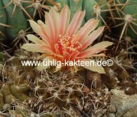 Neochilenia simulans WK 768
