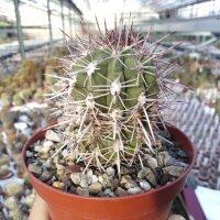 Neochilenia simulans WK 768