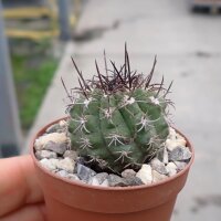 Neochilenia simulans WM 152