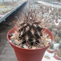 Pyrrhocactus taltalensis v. flaviflorus