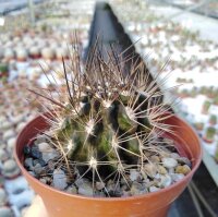 Pyrrhocactus taltalensis v. flaviflorus