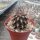 Pyrrhocactus taltalensis v. flaviflorus