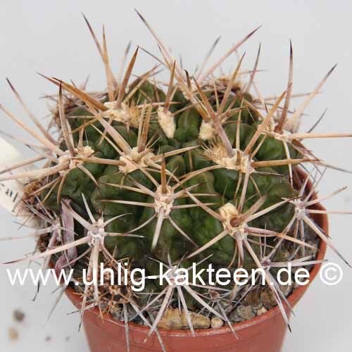 Neochilenia tuberisulcata WK 762