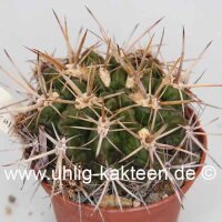 Neochilenia tuberisulcata WK 762