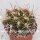 Neochilenia tuberisulcata WK 762