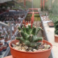 Coryphantha odorata