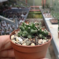 Coryphantha odorata