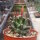 Coryphantha odorata