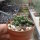 Coryphantha odorata
