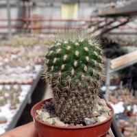 Neoporteria heteracantha