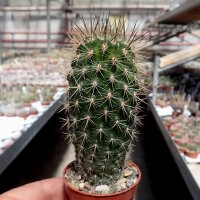 Neoporteria heteracantha
