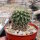 Neoporteria heteracantha