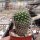 Neoporteria heteracantha