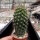 Neoporteria heteracantha