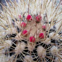 Neoporteria litoralis