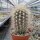 Neoporteria litoralis
