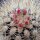 Neoporteria litoralis