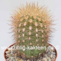 Neoporteria microsperma