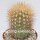 Neoporteria microsperma