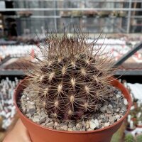 Neoporteria multicolor