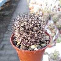 Neoporteria multicolor