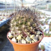 Neoporteria multicolor