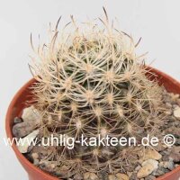 Neoporteria multicolor