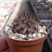 Neoporteria rapifera