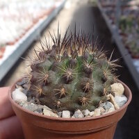 Neoporteria rapifera