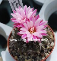 Neoporteria rapifera