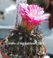 Neoporteria rapifera
