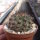 Neoporteria rapifera