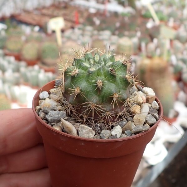 Neoporteria subgibbosa v- littoralis