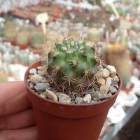Neoporteria subgibbosa v- littoralis