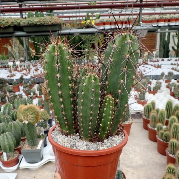Neoraimondia herzogiana (syn. Neocardenasia)