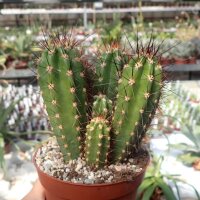 Neoraimondia herzogiana (syn. Neocardenasia)