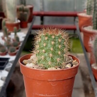 Neoraimondia arequipensis v. roseiflora RH 4842d