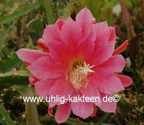 Disocactus horichii I.S.I  1432