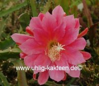 Disocactus horichii I.S.I  1432