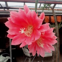Disocactus horichii I.S.I  1432