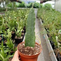 Disocactus horichii I.S.I  1432