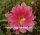 Disocactus horichii I.S.I  1432