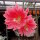 Disocactus horichii I.S.I  1432
