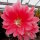Disocactus horichii I.S.I  1432