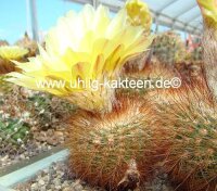 Notocactus bommeljei