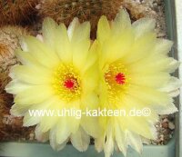 Notocactus bommeljei