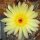 Notocactus brederooianus LW 007