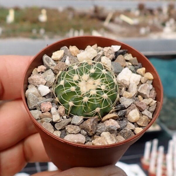 Notocactus calvescens STU 15