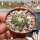 Notocactus calvescens STU 15
