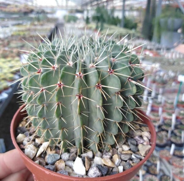 Notocactus buiningii